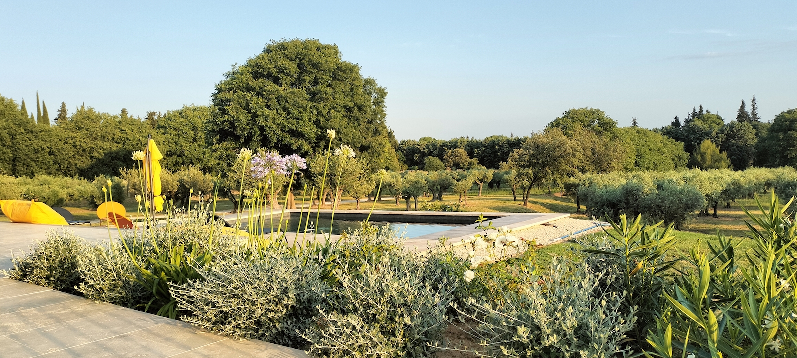 Agapanthus and pool at dawn